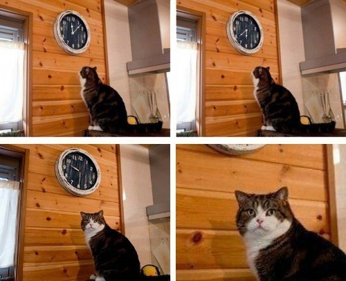 Create meme: meme the cat and the clock time, and watch cat meme, it's time to meme with a cat