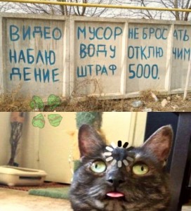 Создать мем: приколы, коты, кошки