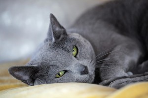 Create meme: the Russian blue cat