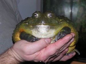 Создать мем: жаба водонос, жаба лягушка, лягушка бык водонос