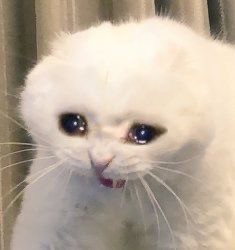 Create meme: sad cat , meme crying cat, crying cat