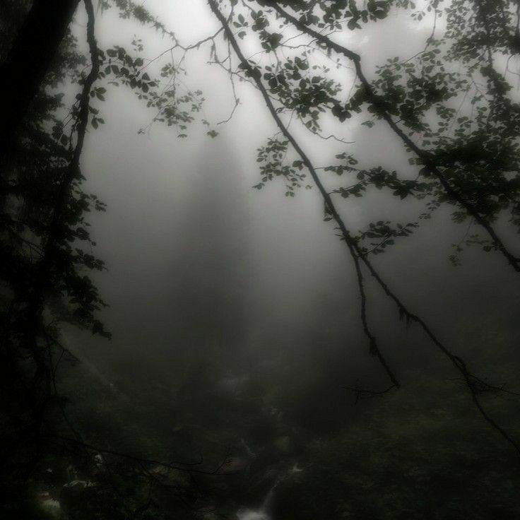 Создать мем: nature aesthetic pinterest, джунгли в тумане, темный лес