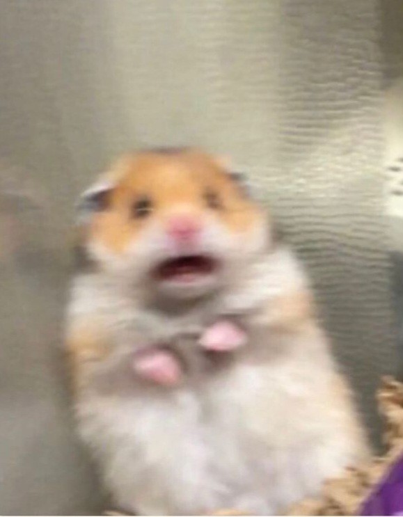 Create meme: the frightened hamster, surprised hamster, the screaming hamster