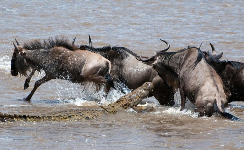 Создать мем: миграция антилоп гну, стадо антилоп гну, wildebeest migration