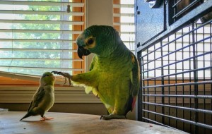 Create meme: parrots, parrot