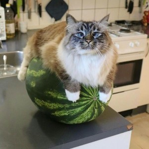 Create meme: kitten and a watermelon, melon, watermelons