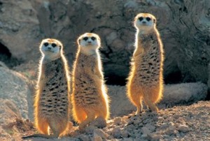 Create meme: meerkats bask in the sun, meerkats pictures, funny animals