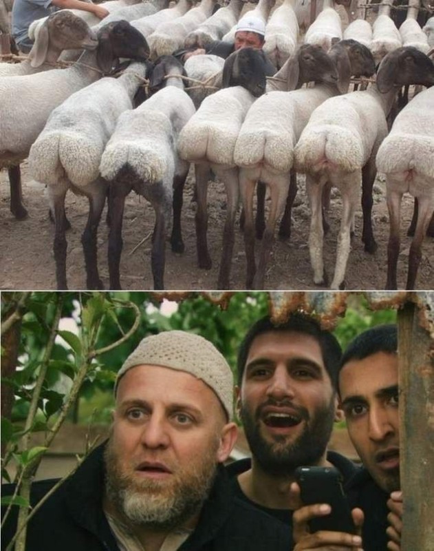 Создать мем: курдючный баран, овца с курдюком