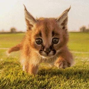 Create meme: cat Savannah, steppe, little small lynx