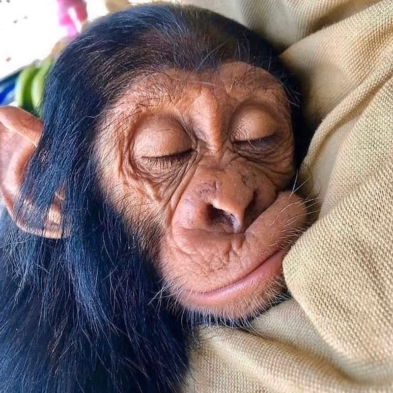 Создать мем: фотографии обезьянок, обезьяна самец, сонная обезьяна