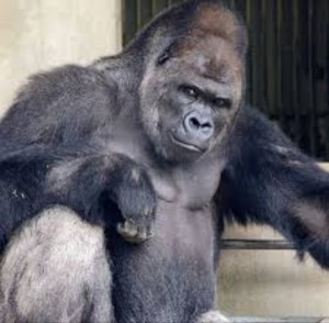 Create meme: beautiful gorilla, the male gorilla, gorilla