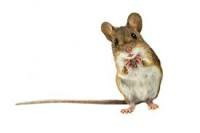 Создать мем: mouse mice, mouse, мышка полевка на белом фоне