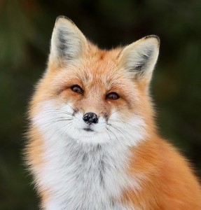 Create meme: fluffy Fox, Fox, Fox