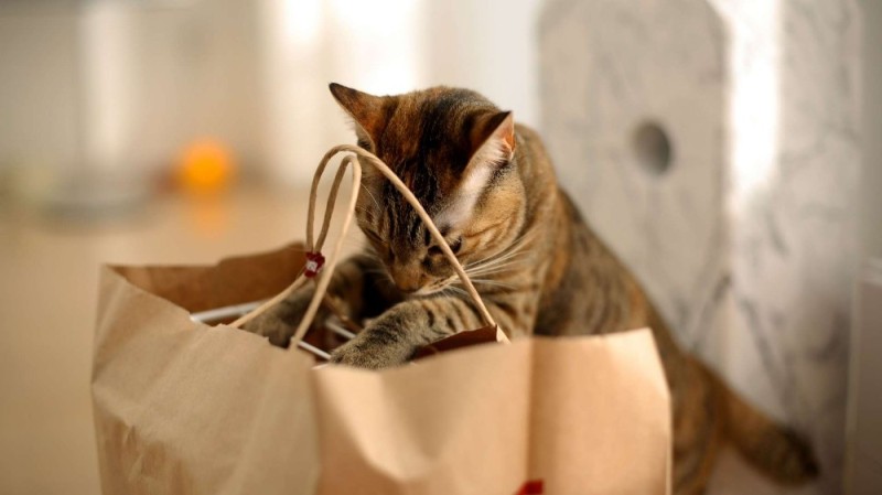 Create meme: cat , the cat looks into the package, cat Maru