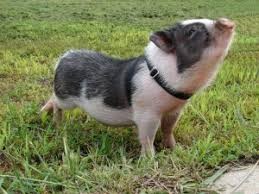Создать мем: домашняя свинка мини пиги, карликовая домашняя свинья, мини пиг