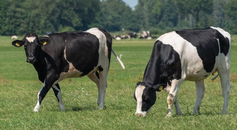 Create meme: cow , milk yield of the Holstein cow, exterior of a Holstein cow