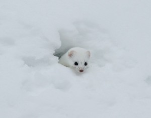 Создать мем: ласка зверек зимой, белая ласка фото животного, горностай в тундре фото