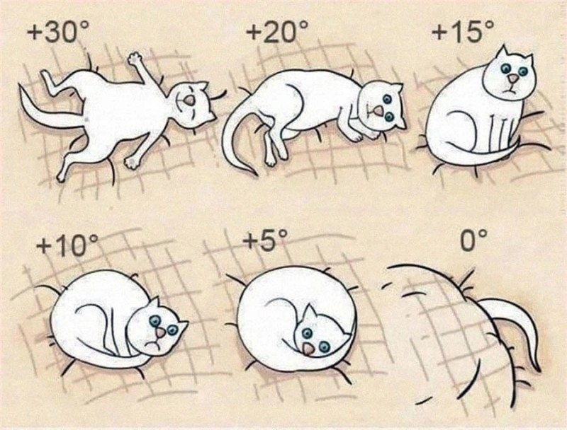 Create meme: we determine the weather by the cat, we determine the weather by the cat, cat poses