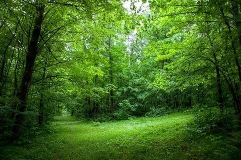 Create meme: broad - leaved forest, forest background for photoshop, nature forest 