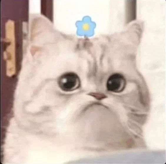 Create meme: cat sad , the cat from memes, cat meme 