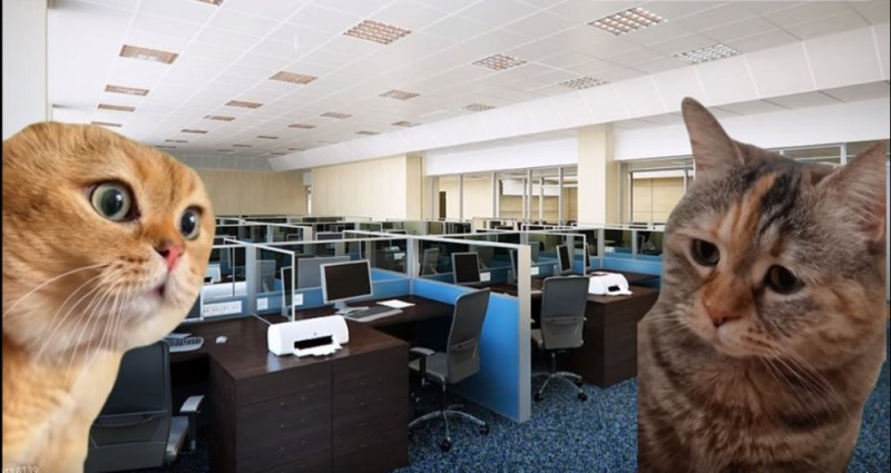 Create meme: cats are working in the office, office in Russia, office office