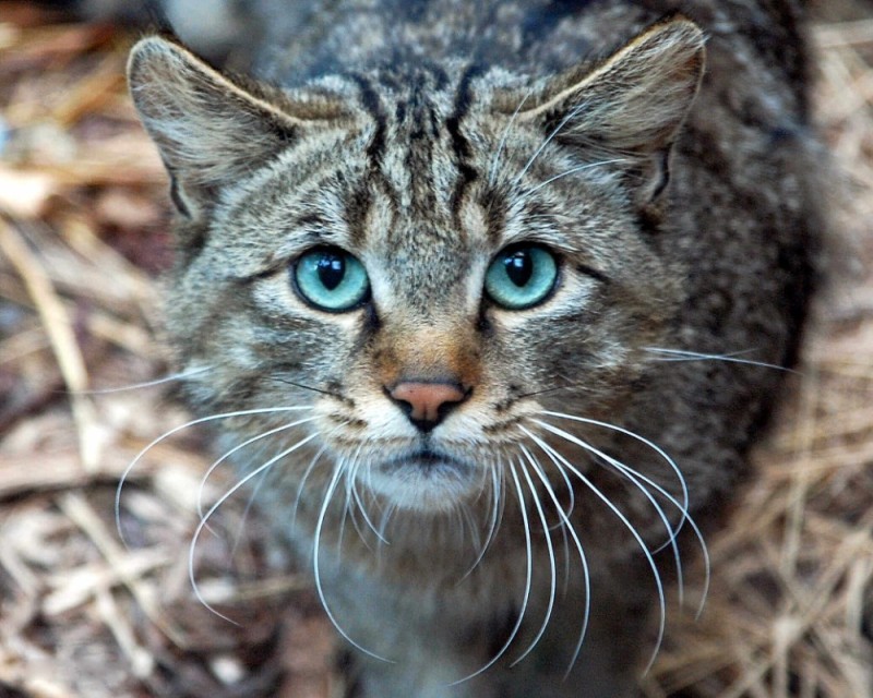 Create meme: cat , european wild forest cat, wild forest cat