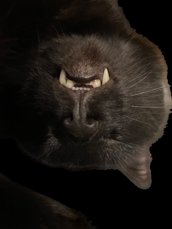Создать мем: чёрная кошка, кот вампир, клыкастый кот