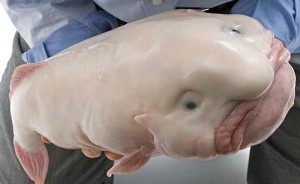 Create meme: sad fish drop photos, fish drop, the ugliest fish