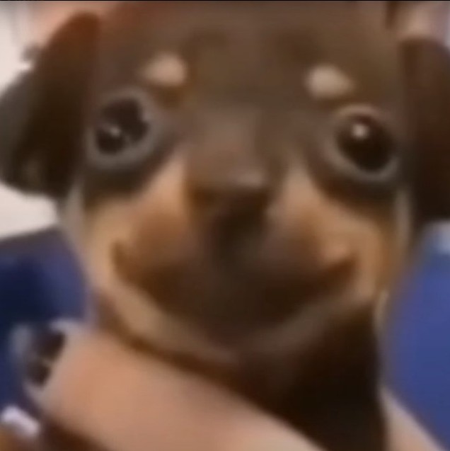 Create meme: Staffordshire bull Terrier dog, dog smiles meme 2022, mini Yorkshire Terrier