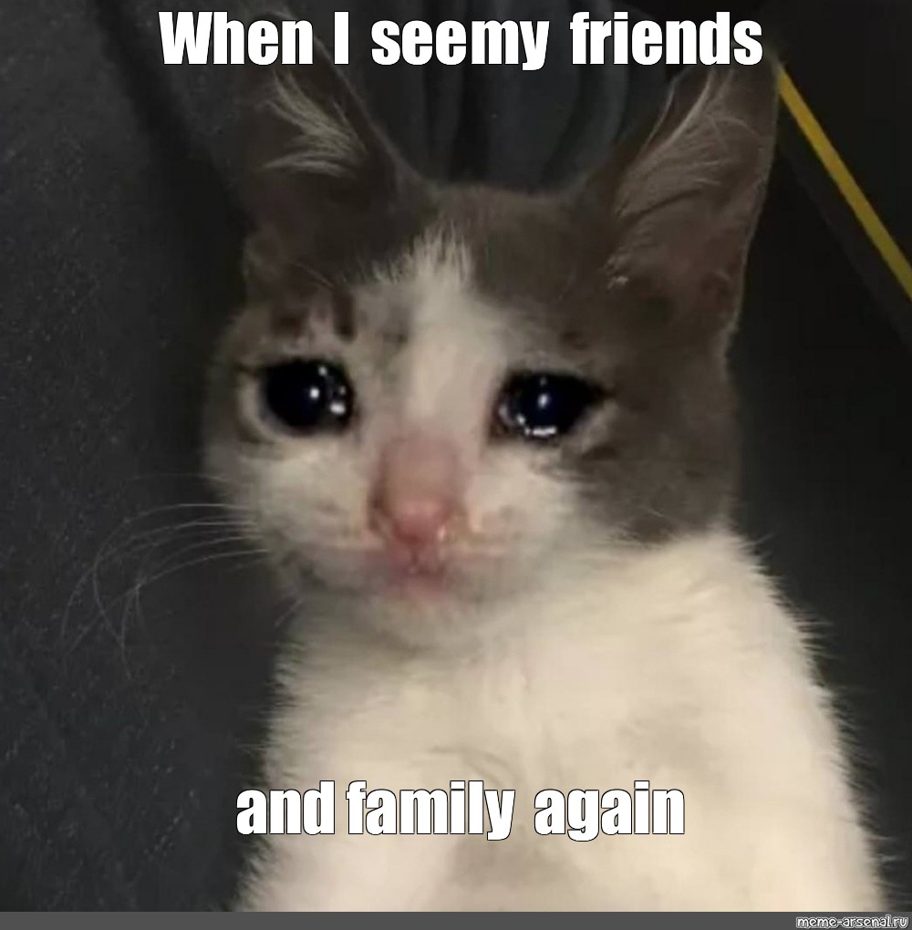 family cat meme