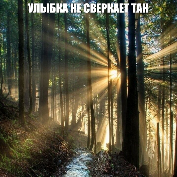 Create meme: the rays of the sun in the forest, path in the forest sun, sun nature