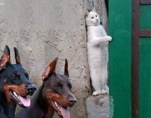 Создать мем: доберман, два добермана и кот, собака прячется от собак мем