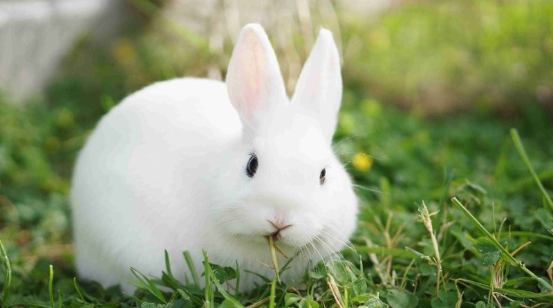 Create meme: rabbits are white, rabbit , the white rabbit