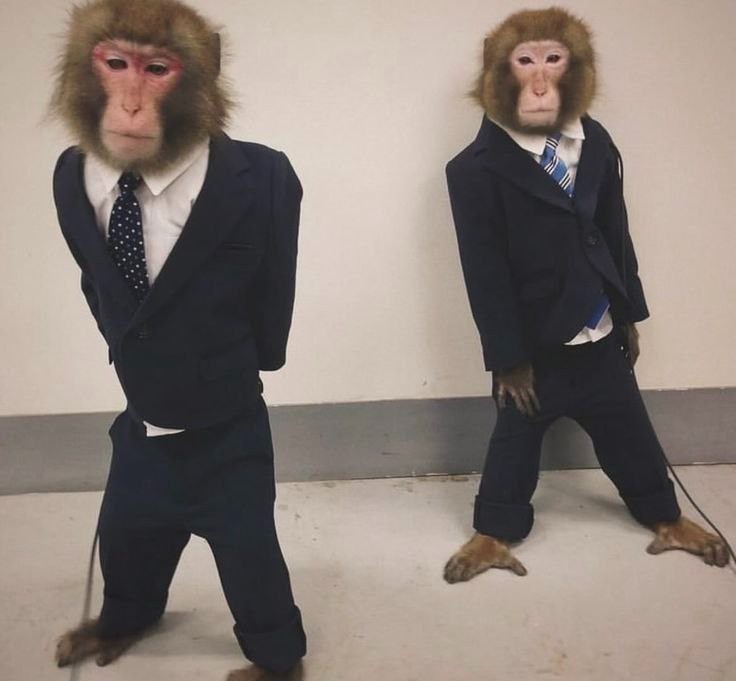 Create meme: a monkey in a suit