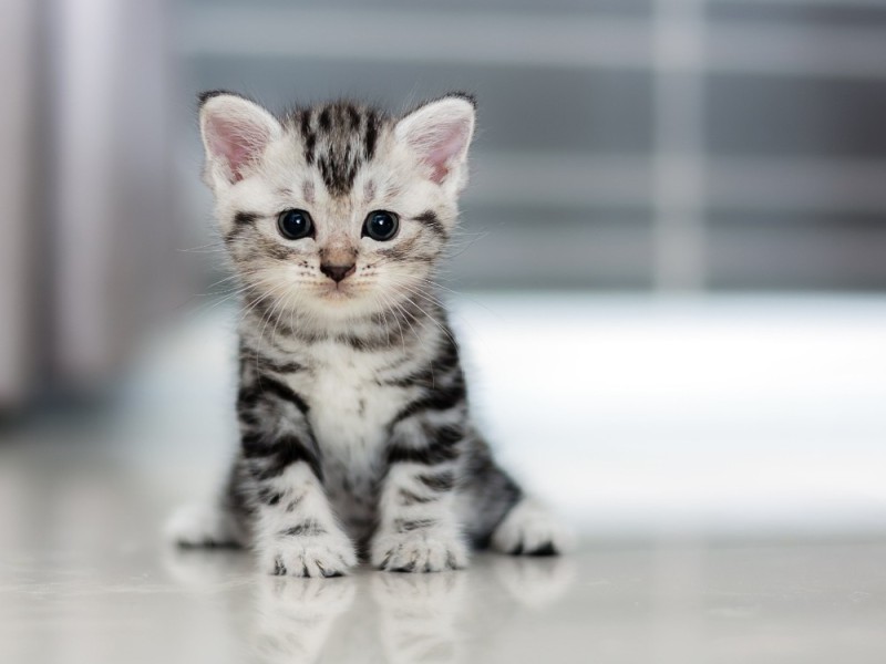 Создать мем: милые котята, американская короткошёрстная кошка, короткошерстные котята