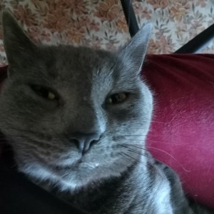 Create meme: cat, grey cat, grey cat