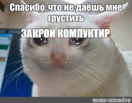 Котик плачет мем картинка