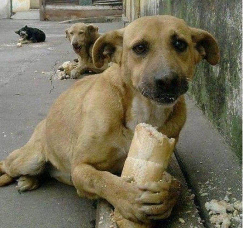 Create meme: stray animals , dog with bread, homeless