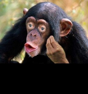 Create meme: chimpanzee, monkey with lips, chimpanzees