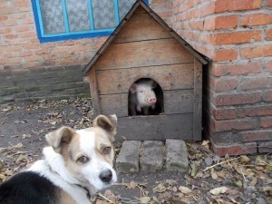 Создать мем: смешные приколы до слёз, собака в будке в деревне, будка собаки