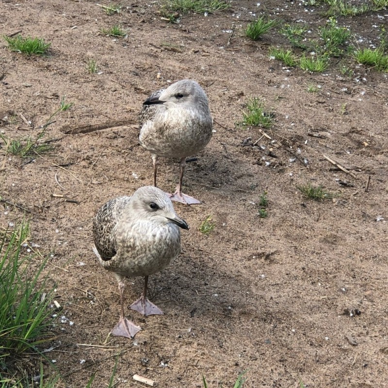 Create meme: blue gull chick, herring gull chick, a young herring gull