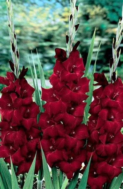 Create meme: gladiolus flower, gladiolus black, gladiolus black sunrise