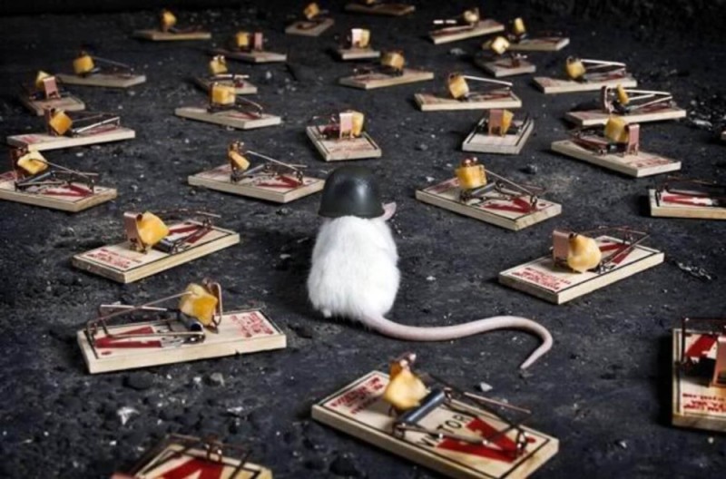 Create meme: A lot of mousetraps, the rat is an intelligent animal, mouse cheese mouse trap