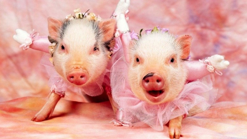 Create meme: two pigs, beautiful pig, pig pig 