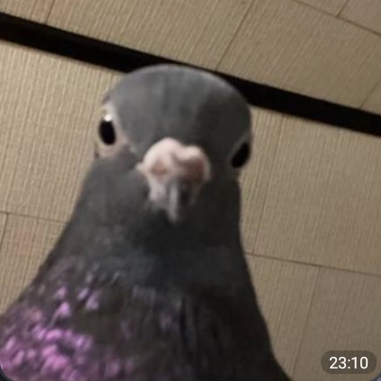 Create meme: dove , the pigeon is a ghoul, young pigeon