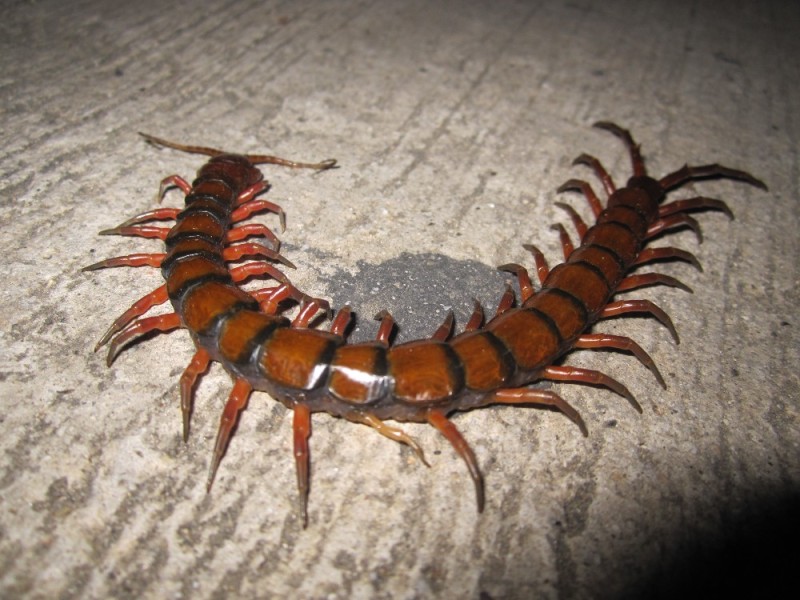 Create meme: giant centipede, monster centipede scolopendra, crimean scolopendra