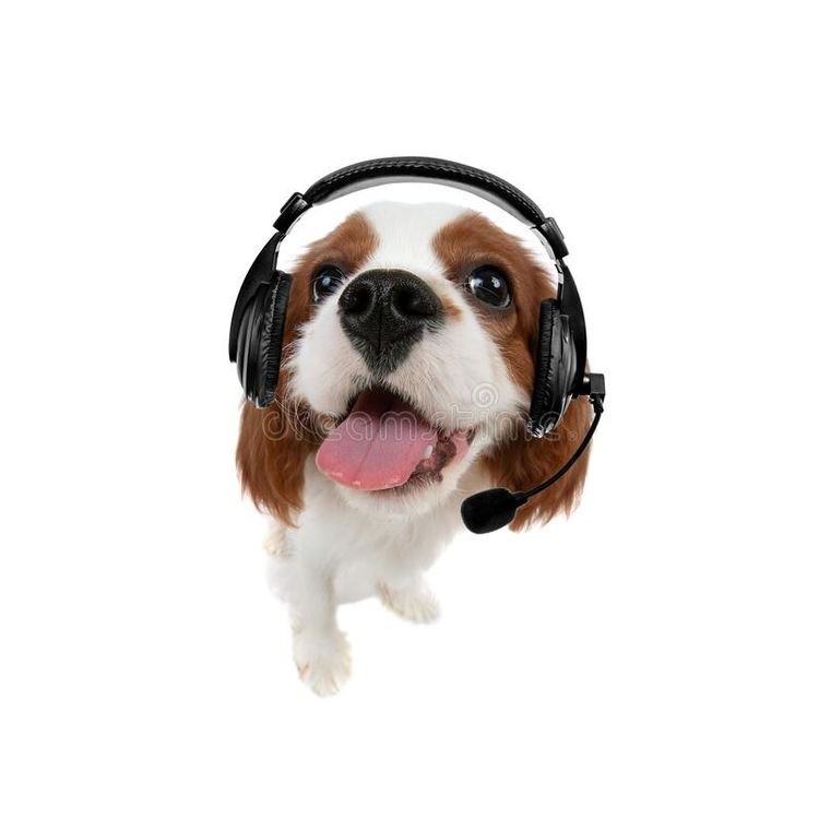 Create meme: dog in headphones, a dog with headphones, dogs are cute