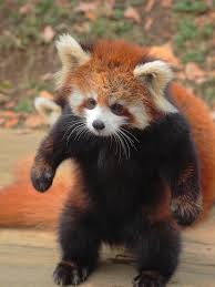 Создать мем: рыжая панда, красная панда домашнее животное, малая панда