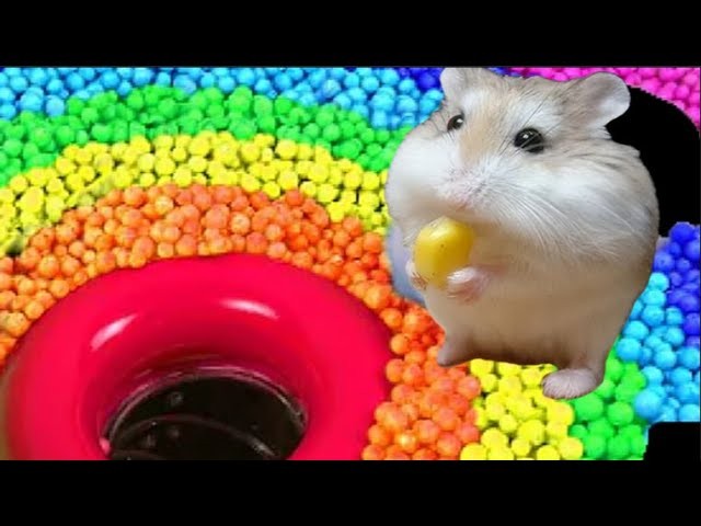 Create meme: hamster , Dzungarian hamsters, hamster with food