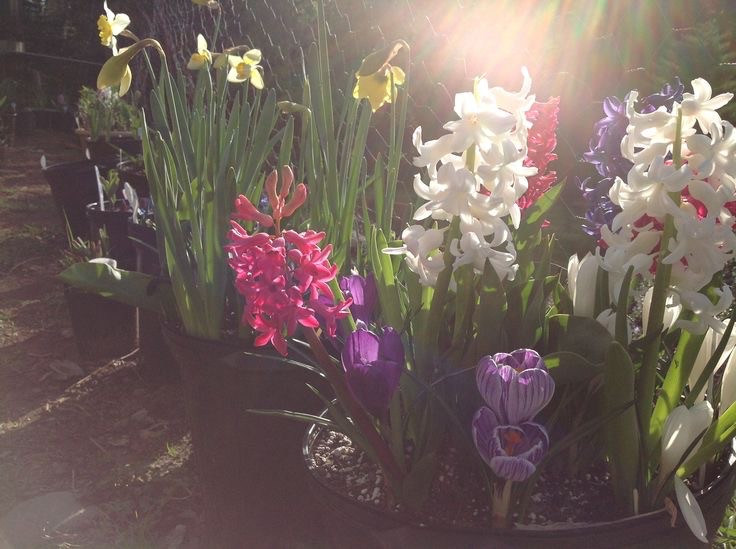 Create meme: bulbous flowers, perennials bulbous hyacinth, crocuses primrose hyacinth